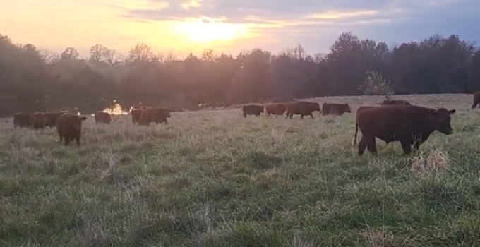 Grass-fed Beef